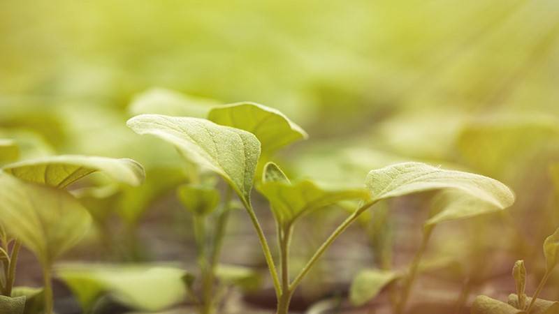 Without the sun, photosynthesis would stop and no life could be sustained