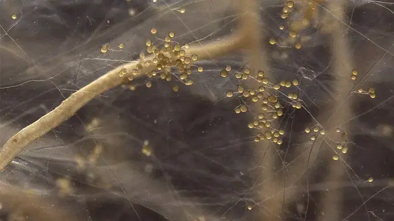 promix greenhouse growing mycorrhizae and plants make great allies