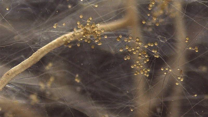 promix greenhouse growing mycorrhizae and plants make great allies
