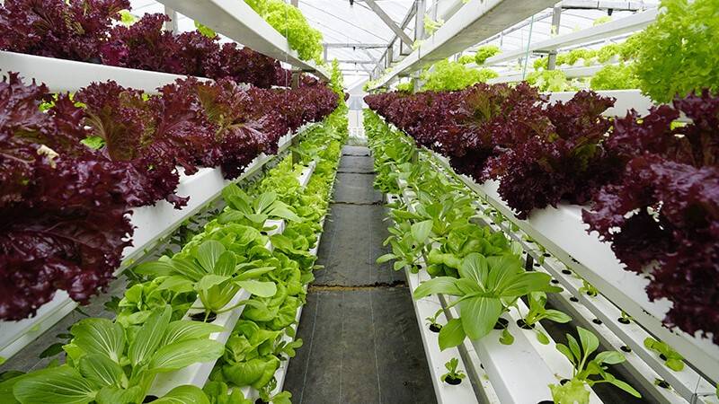 Vertical farm 