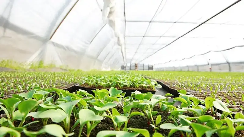 Organic cabbage grown in greenhouse