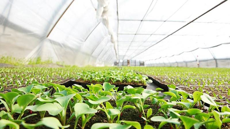 Organic cabbage grown in greenhouse