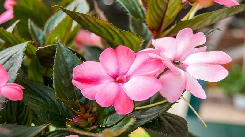 Impatiens greenhouse