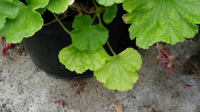 magnesium deficiency in geranium
