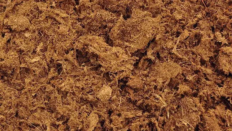 Article en-us | Peat Moss Close-Up 