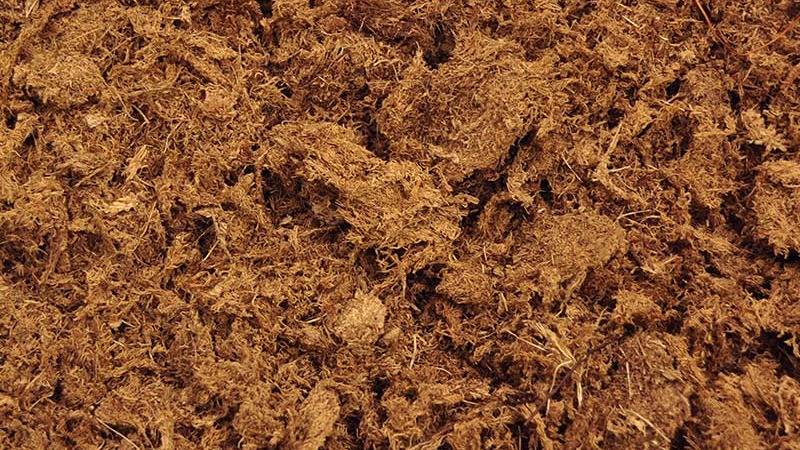 Article en-us | Peat Moss Close-Up 