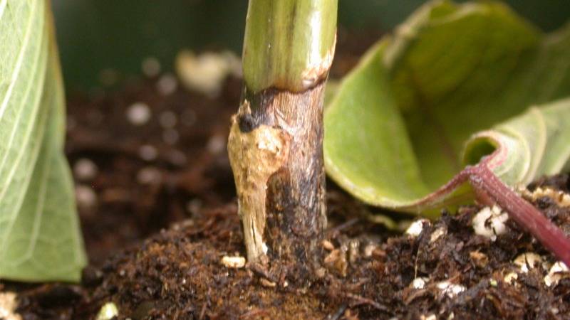 Rhizoctonia stem rot in poinsettia from PRO-MIX Greenhouse Growing