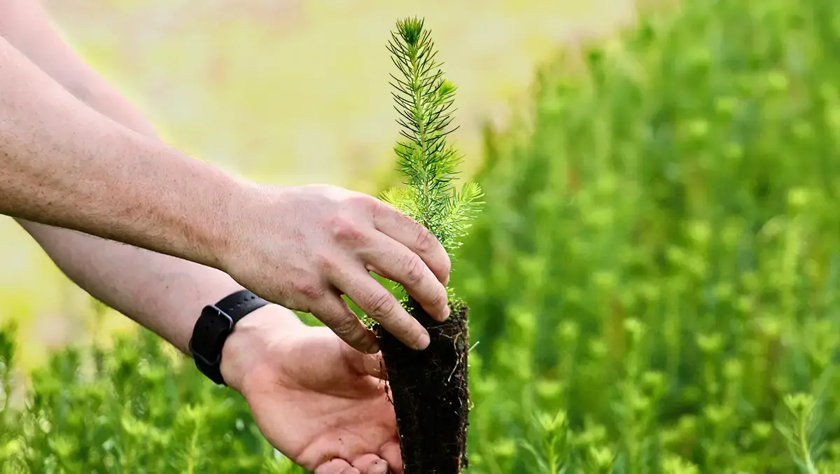 Fir in rooted liner