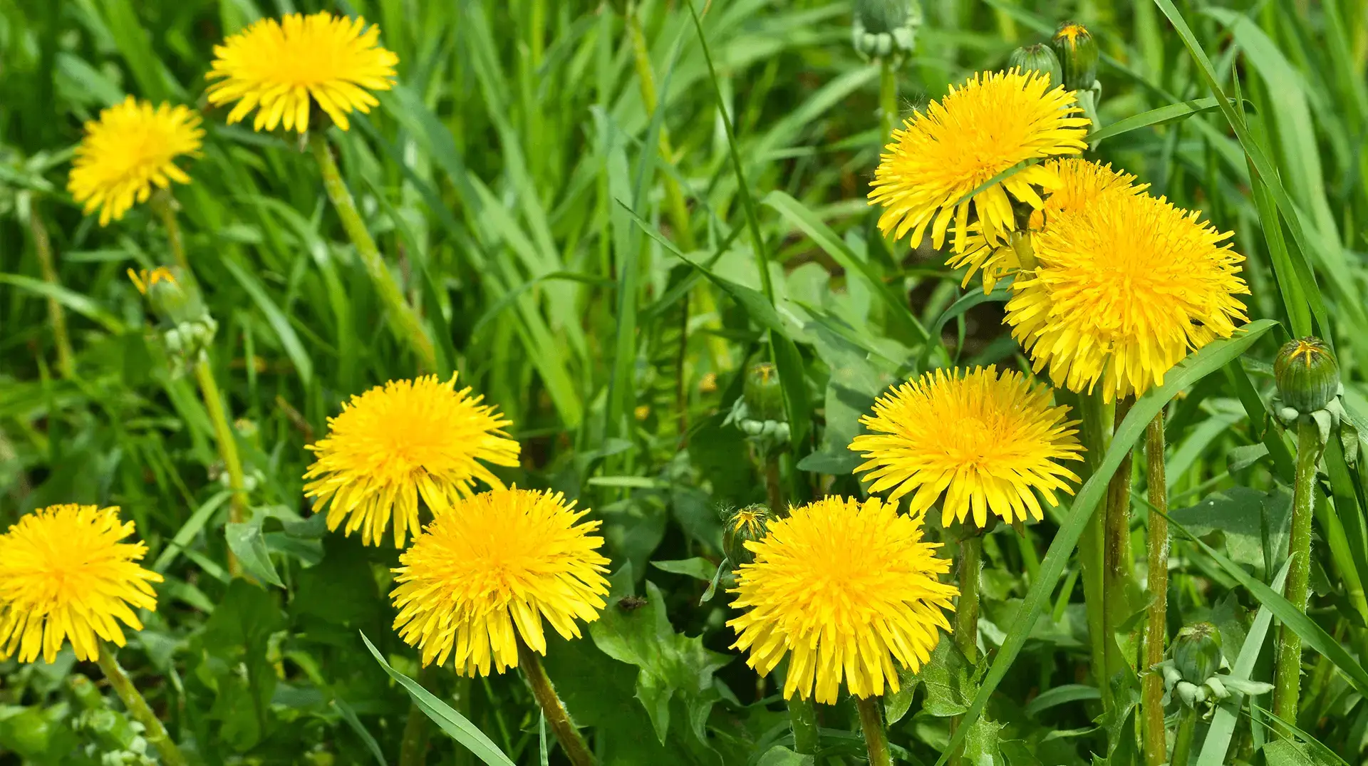 Dandelions close-up in grass