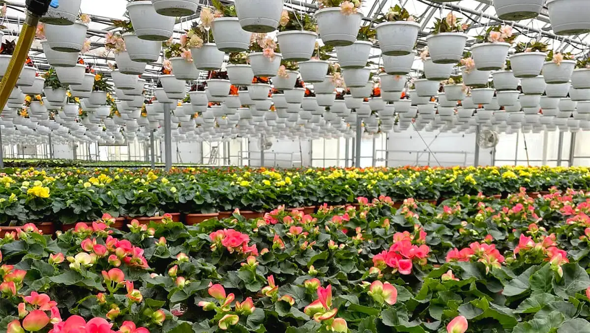 Brohl's Greenhouse