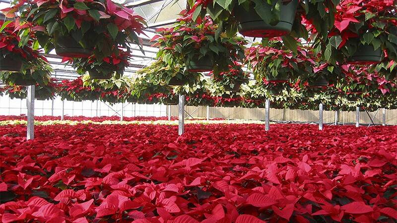 Poinsettias in greenhouse