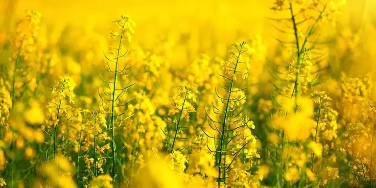 Canola treated with AGTIV® IGNITE™