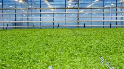 Controlled-Environment Agriculture