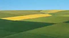 Field Agriculture