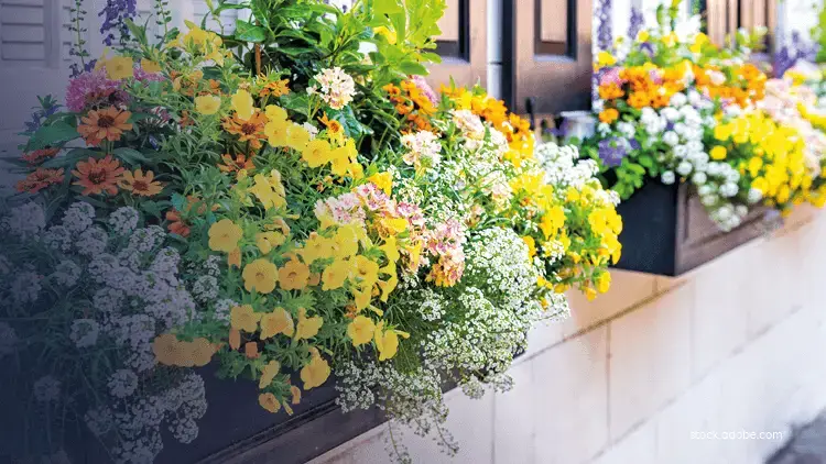 Balconnières fleuries en ville