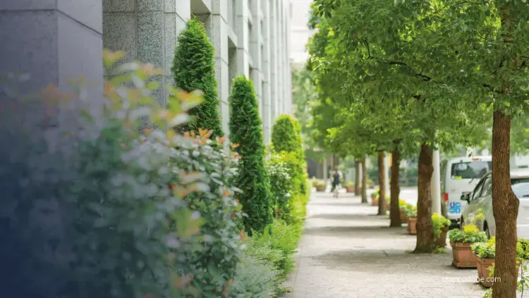rangées d'arbres plantés en ville devant un bâtiment de logements