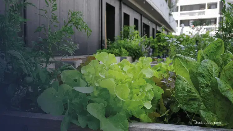 Jardin potager urbain avec plantations de légumes en bacs