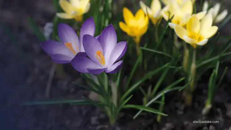 sol riche sur lequel pousse de belles plantes fleuries jaunes et violettes
