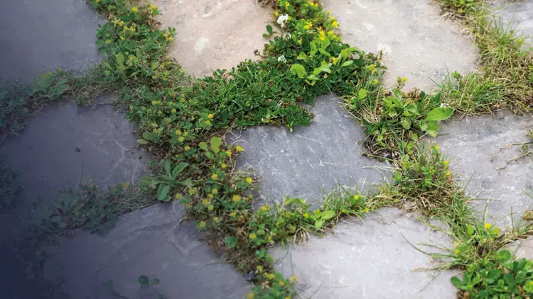 Pavés drainants avec végétation entre les dalles, solution de revêtement perméable en milieu urbain