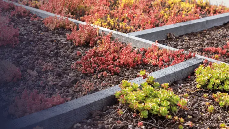 Toiture végétalisée avec plantations de sedums et autres plantes adaptées aux toits verts