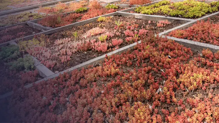 toiture végétalisée extensive avec sedum