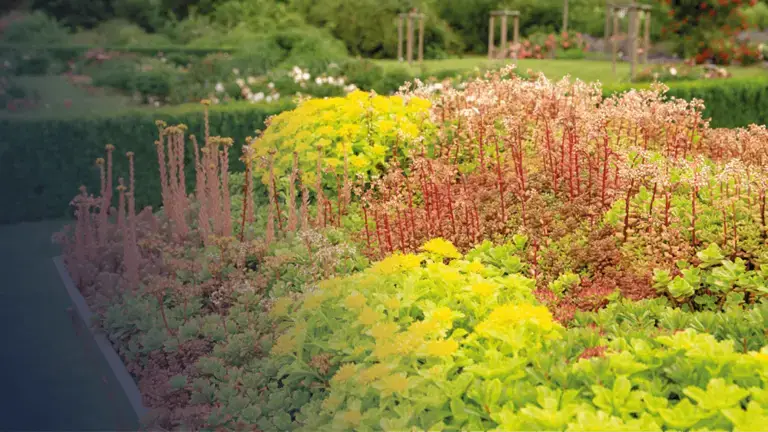 Toiture végétalisée semi-intensive avec plantation de vivaces et sedums