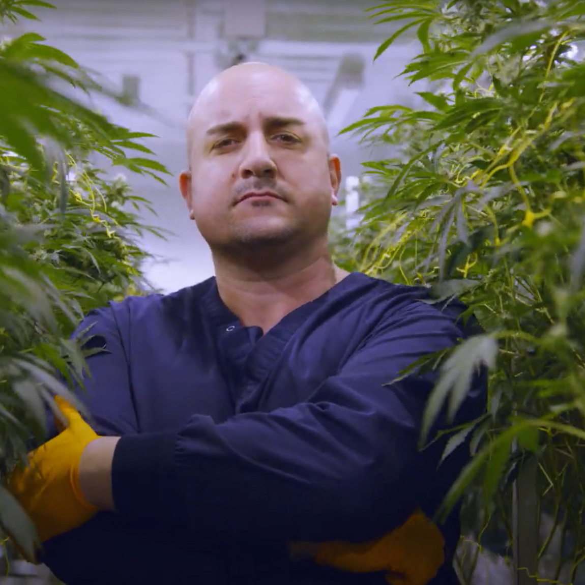 purplefarm-genetics-ceo.png