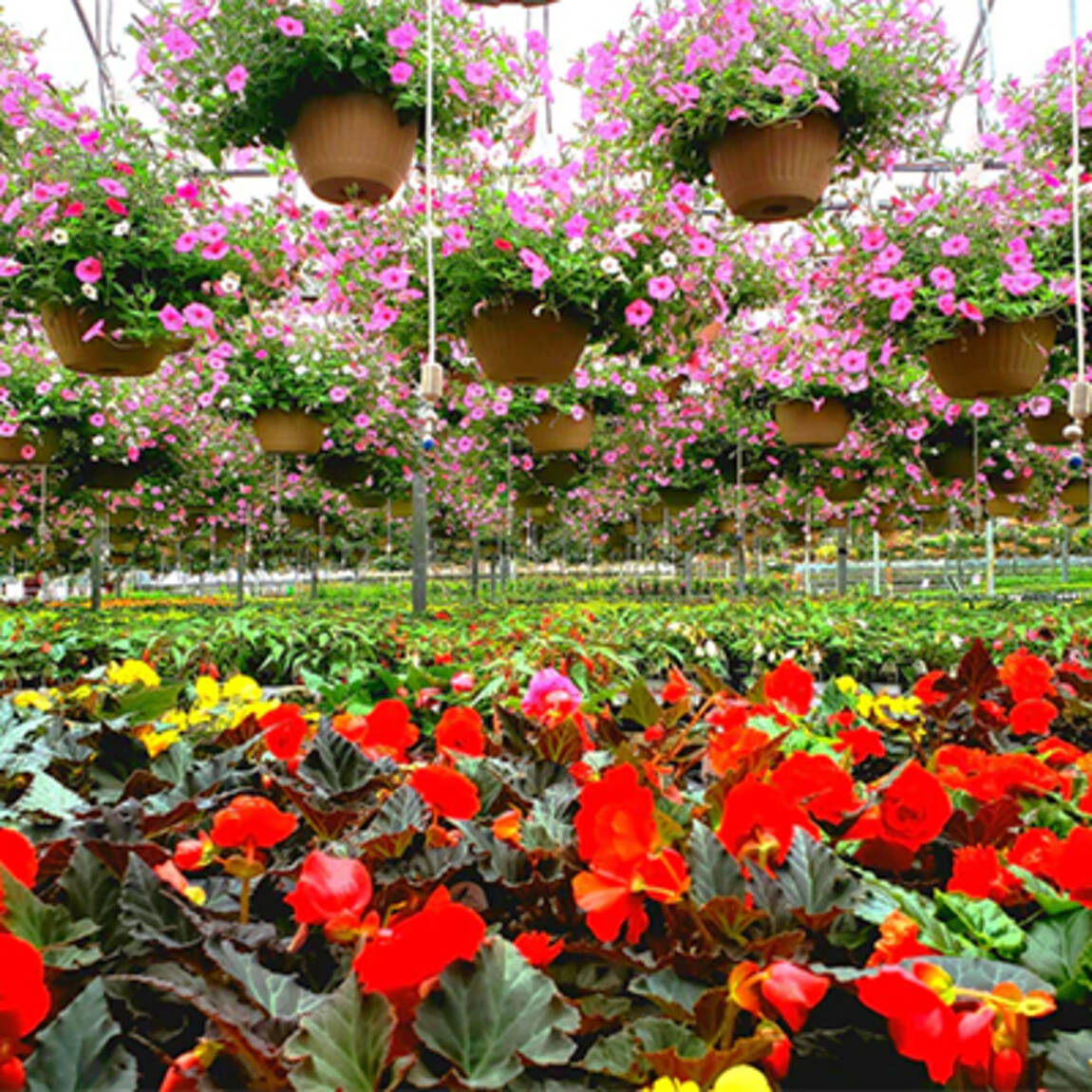 testimonial-blooming-acres.jpg