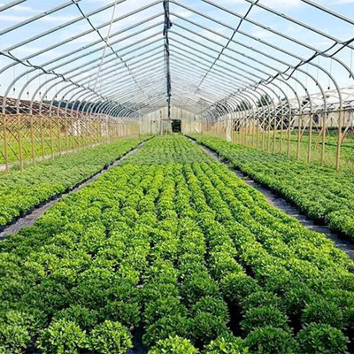 testimonial-erich-gumto-greenhouses.jpg