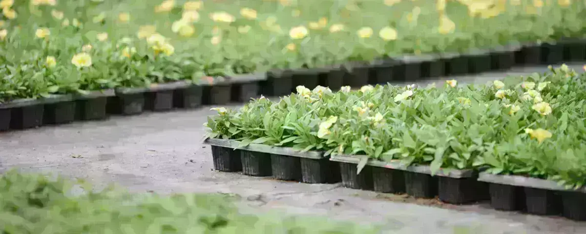 plantes horticoles fleuries en godet chez un horticulteur