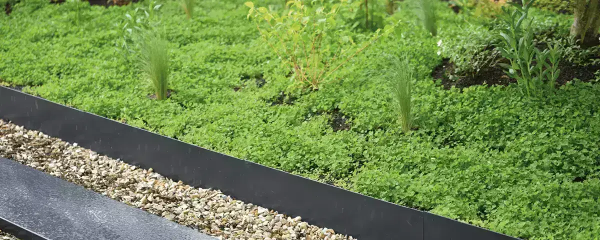Toiture végétalisée semi-intensive avec plantation de vivaces et trèfles