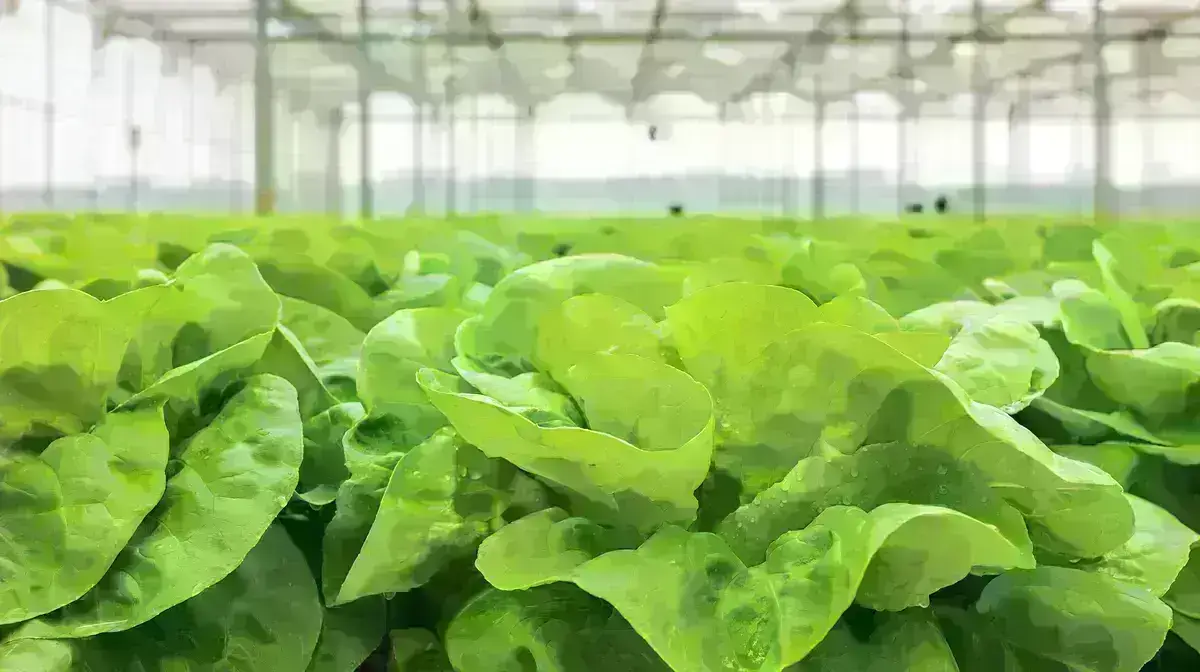 Green lettuce growing in a controlled greenhouse environment