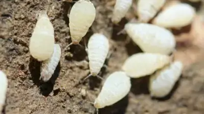 Root aphids