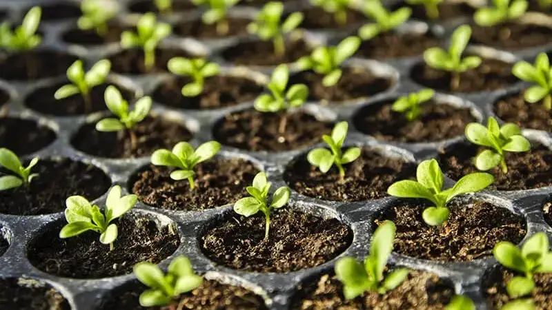 10 golden rules for seedling and plug production in greenhouse