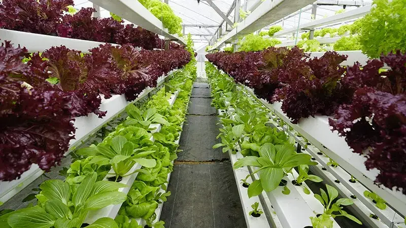 Vertical farm 
