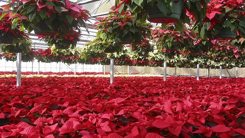 Poinsettias in greenhouse