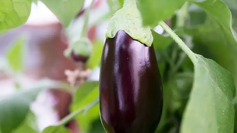 Eggplants grown in a greenhouse