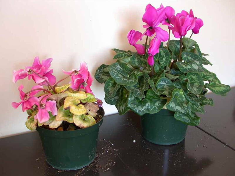 Infestation de Rhizoctonia dans le cyclamen de PRO-MIX Greenhouse Growing