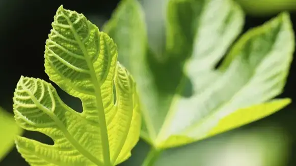Young leaf