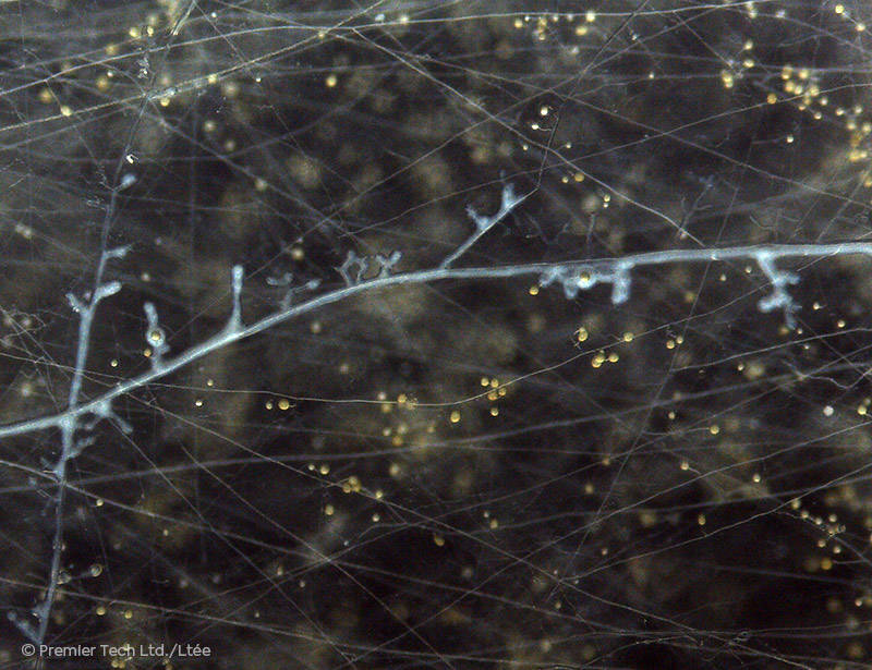 AGTIV AMPLIFY - Bacillus biofilm and mycorrhizal spores and hyphae