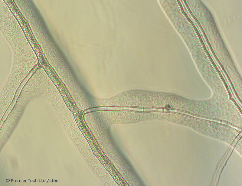 AGTIV AMPLIFY - Bacillus biofilm
