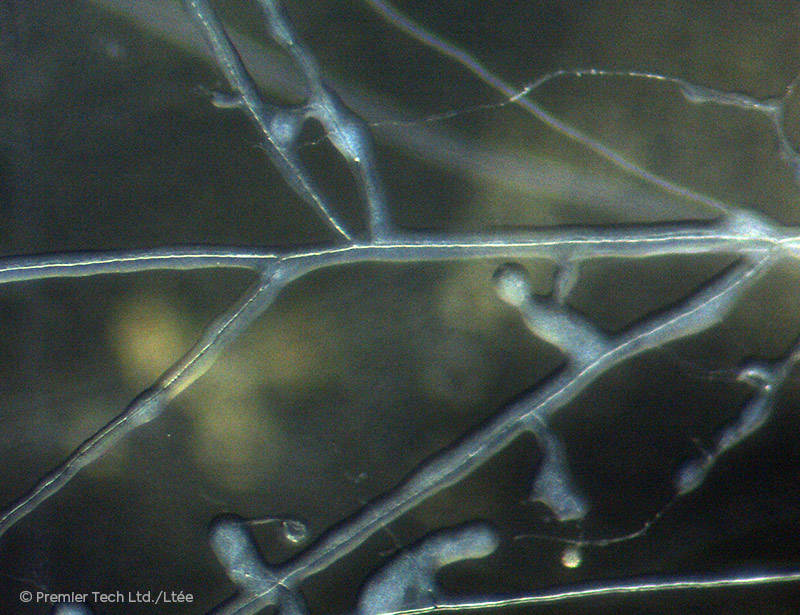 AGTIV AMPLIFY - biofilm and hyphae