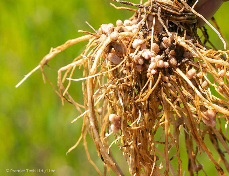 AGTIV FUEL - Faba Beans 2