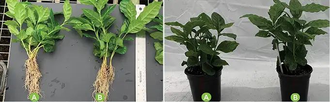 AGTIV AMPLIFY - Coffee Plant