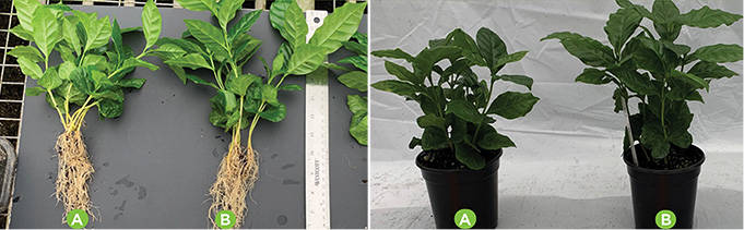 AGTIV AMPLIFY - Coffee Plant