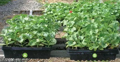 AGTIV AMPLIFY - Cantaloup Comparison