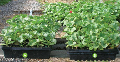 AGTIV AMPLIFY - Cantaloup Comparison