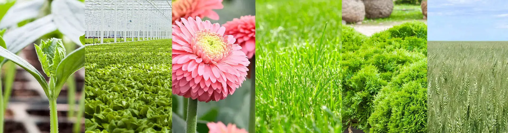 Premier Tech Growers and Consumers crops