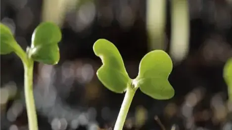 Germination of plant