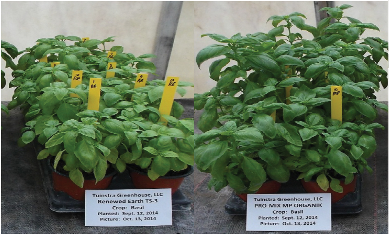 Comparative picture in PRO-MIX® growing media with mycorrhizae vs without. Greener leaves and canopy surface per pot, dry weight of top growth and greater biomass.
